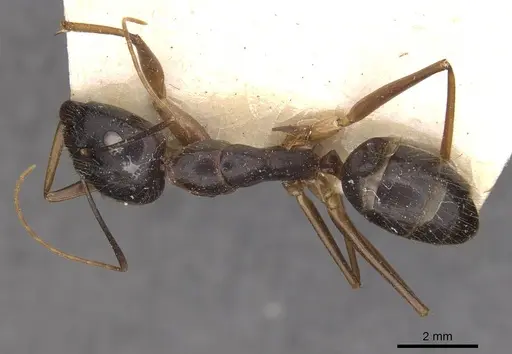 Camponotus carin specimen CASENT0910089 image casent0910089_1