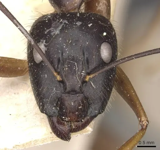 Camponotus carin specimen CASENT0910089 image casent0910089_2