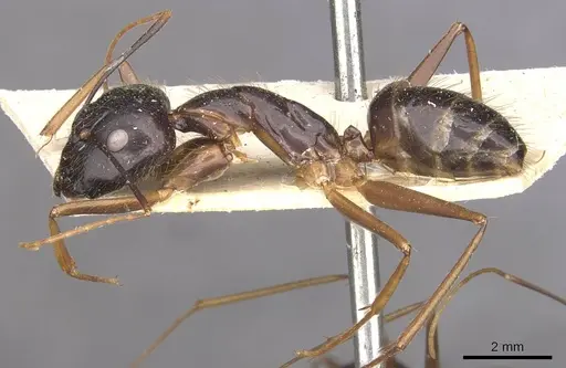 Camponotus carin specimen CASENT0910089 image casent0910089_3
