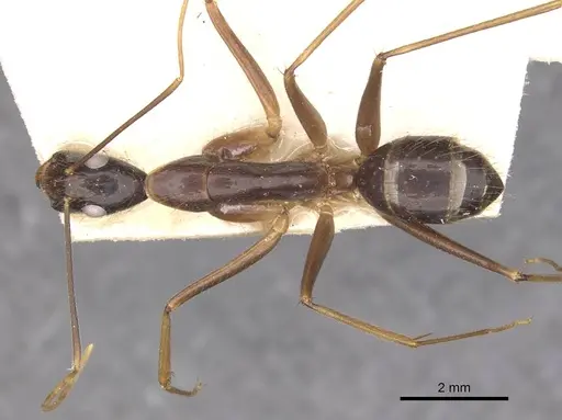Camponotus carin specimen CASENT0910090 image casent0910090_1