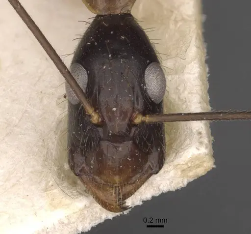 Camponotus carin specimen CASENT0910090 image casent0910090_2