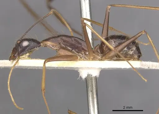 Camponotus carin specimen CASENT0910090 image casent0910090_3