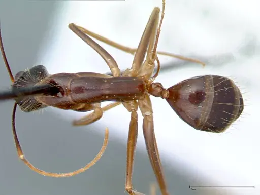 Camponotus carin specimen FOCOL0102 image focol0102_1