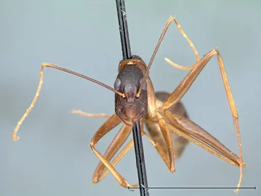 Camponotus carin specimen FOCOL0102 image focol0102_2