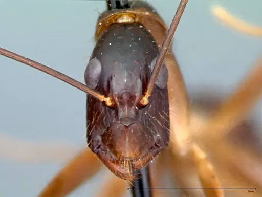Camponotus carin specimen FOCOL0102 image focol0102_3