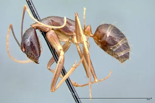 Camponotus carin specimen FOCOL0102 image focol0102_4