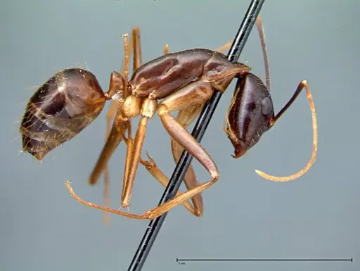 Camponotus carin specimen FOCOL0102 image focol0102_5