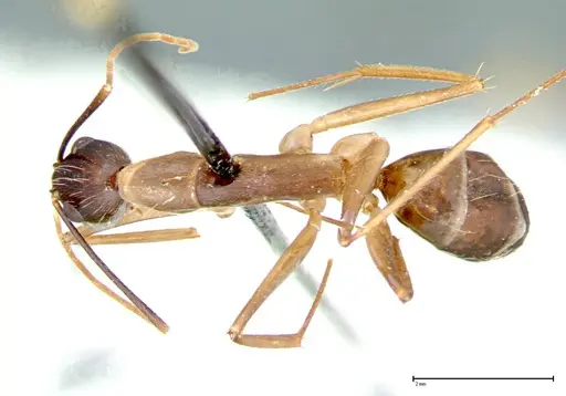 Camponotus carin specimen FOCOL0103 image focol0103_1