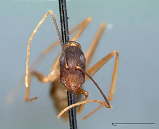 Camponotus carin specimen FOCOL0103 image focol0103_2