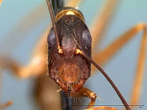 Camponotus carin specimen FOCOL0103 image focol0103_3