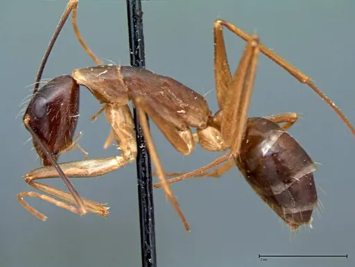 Camponotus carin specimen FOCOL0103 image focol0103_4