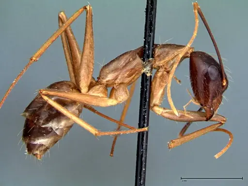 Camponotus carin specimen FOCOL0103 image focol0103_5