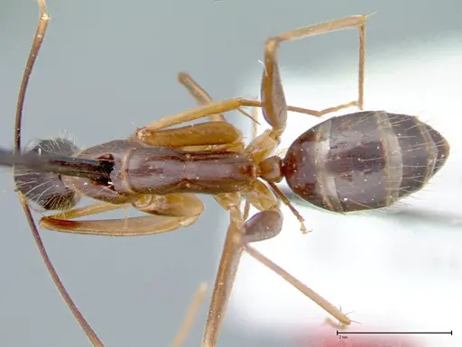 Camponotus carin specimen FOCOL0104 image focol0104_1