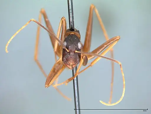 Camponotus carin specimen FOCOL0104 image focol0104_2