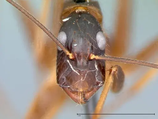 Camponotus carin specimen FOCOL0104 image focol0104_3
