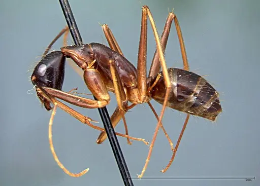 Camponotus carin specimen FOCOL0104 image focol0104_4