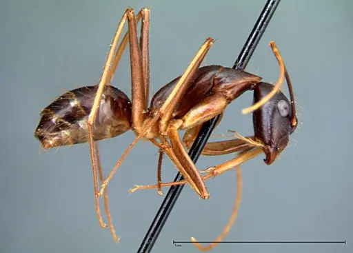 Camponotus carin specimen FOCOL0104 image focol0104_5
