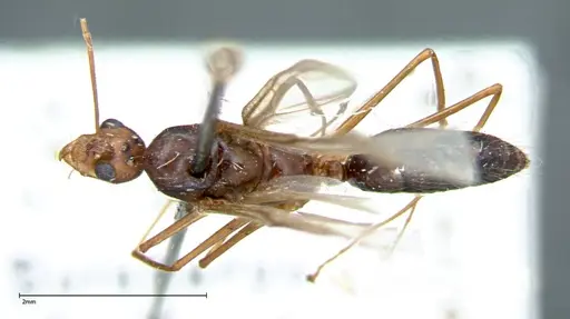 Camponotus carin specimen FOCOL0105 image focol0105_1
