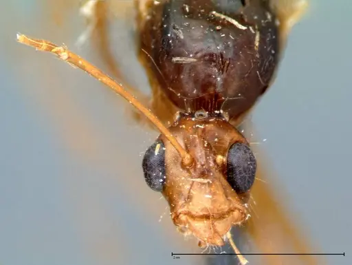 Camponotus carin specimen FOCOL0105 image focol0105_2