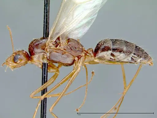 Camponotus carin specimen FOCOL0105 image focol0105_3