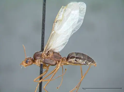 Camponotus carin specimen FOCOL0105 image focol0105_4