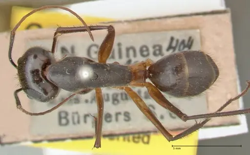 Camponotus carin specimen FOCOL2359 image focol2359_1