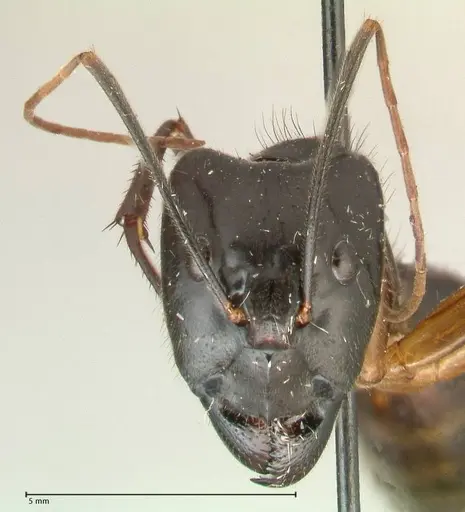 Camponotus carin specimen FOCOL2359 image focol2359_2