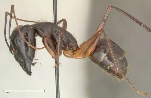 Camponotus carin specimen FOCOL2359 image focol2359_3