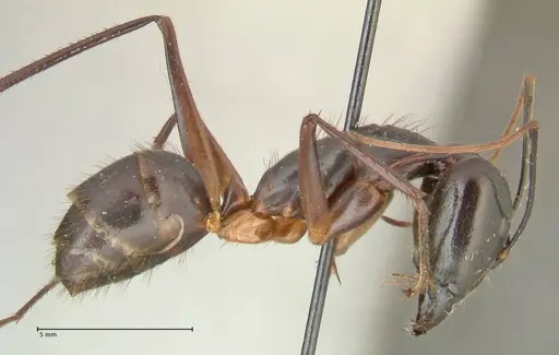 Camponotus carin specimen FOCOL2359 image focol2359_4
