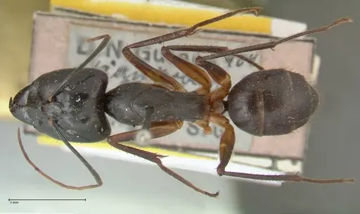 Camponotus carin specimen FOCOL2360 image focol2360_1