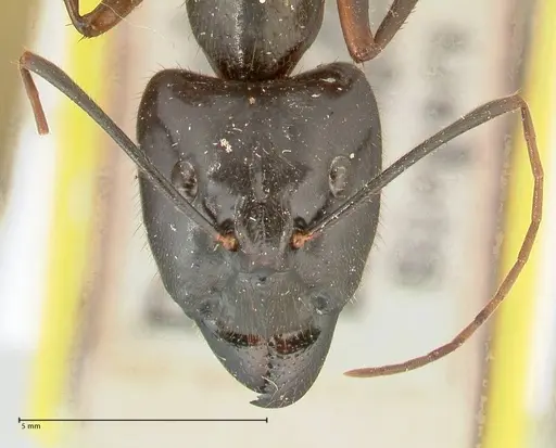 Camponotus carin specimen FOCOL2360 image focol2360_2