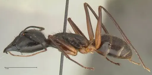 Camponotus carin specimen FOCOL2360 image focol2360_3