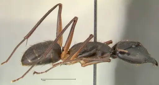 Camponotus carin specimen FOCOL2360 image focol2360_4