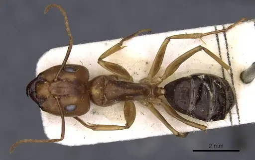Camponotus carinifer specimen CASENT0910154 image casent0910154_1