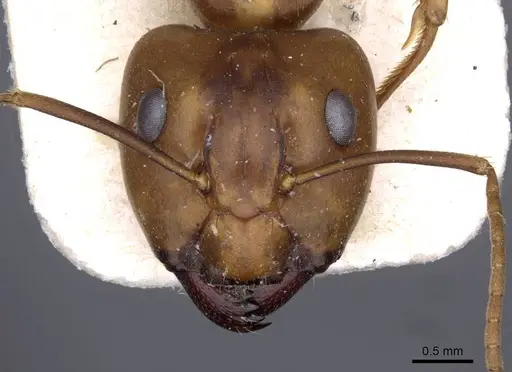 Camponotus carinifer specimen CASENT0910154 image casent0910154_2