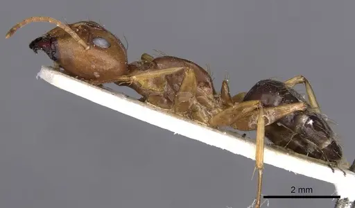 Camponotus carinifer specimen CASENT0910154 image casent0910154_3