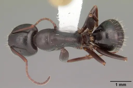 Camponotus caryae specimen CASENT0103652 image casent0103652_1