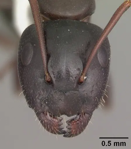 Camponotus caryae specimen CASENT0103652 image casent0103652_2