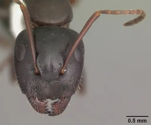 Camponotus caryae specimen CASENT0103652 image casent0103652_3