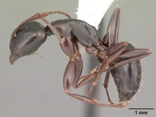 Camponotus caryae specimen CASENT0103652 image casent0103652_4