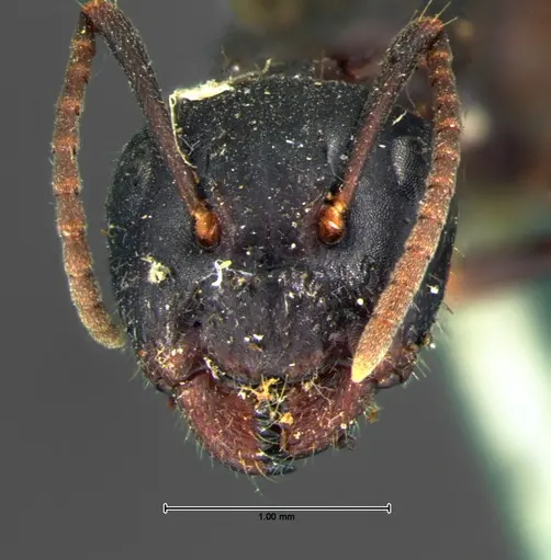 Camponotus caryae specimen CASENT0105674 image casent0105674_1