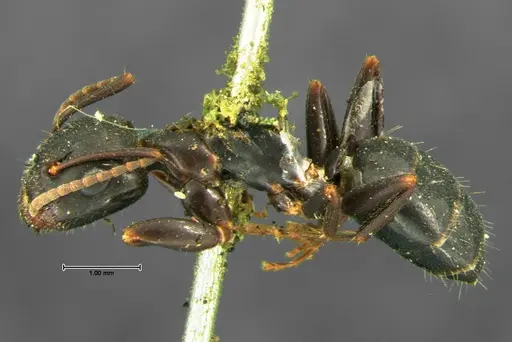 Camponotus caryae specimen CASENT0105674 image casent0105674_2