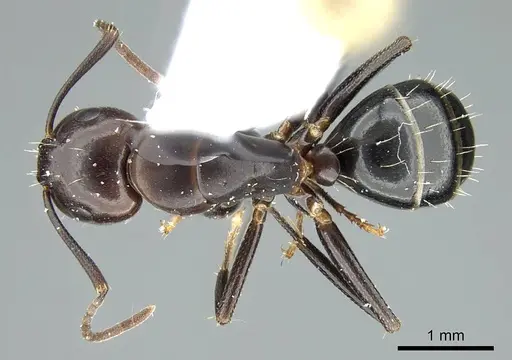 Camponotus caryae specimen CASENT0914444 image casent0914444_1
