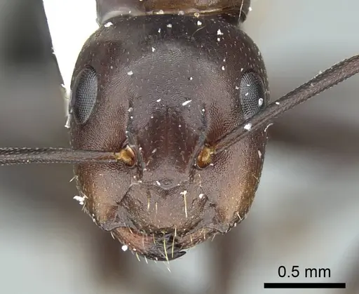 Camponotus caryae specimen CASENT0914444 image casent0914444_2