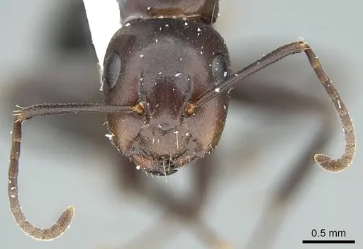 Camponotus caryae specimen CASENT0914444 image casent0914444_3