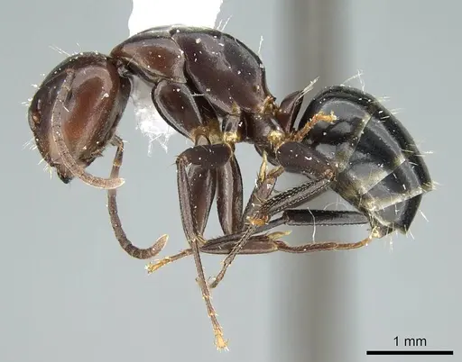 Camponotus caryae specimen CASENT0914444 image casent0914444_4