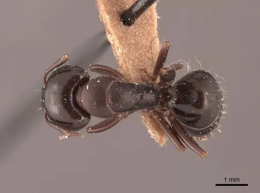 Camponotus caryae specimen FMNHINS0000045723 image fmnhins0000045723_1