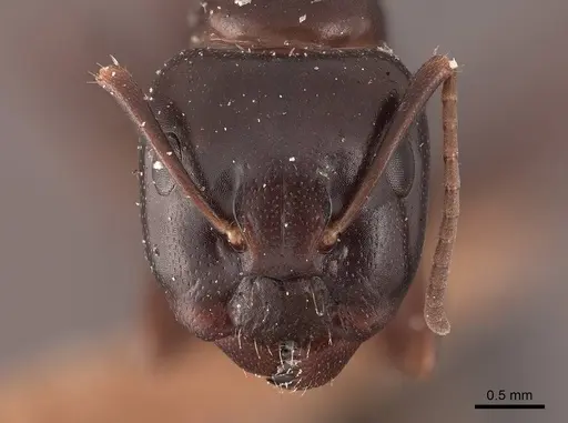 Camponotus caryae specimen FMNHINS0000045723 image fmnhins0000045723_2