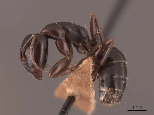 Camponotus caryae specimen FMNHINS0000045723 image fmnhins0000045723_3