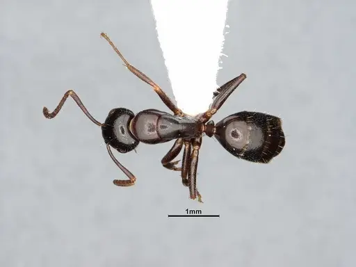 Camponotus caryae specimen MEM211546 image mem211546_1